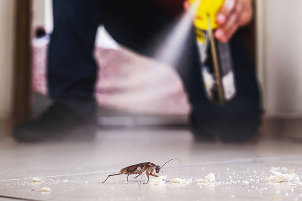 Best Termite Control Services  in Mcdonald, OH